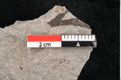 Foto (Detailansicht) von Callitris brongniartii Endl. (NHMW-GEO-2024-0188-6649)